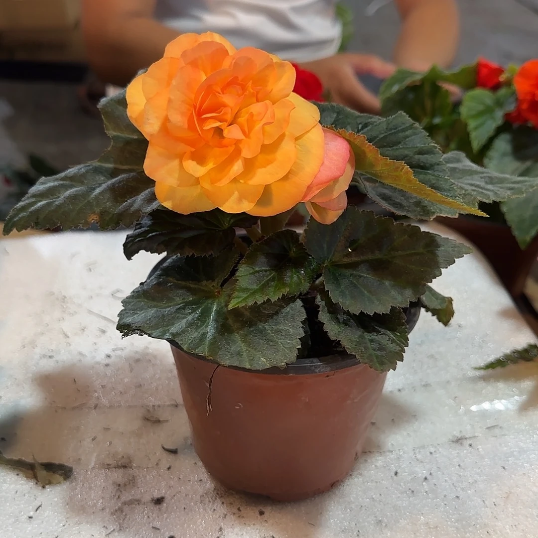 夫妻落日，掉花折叶正常，介意勿拍