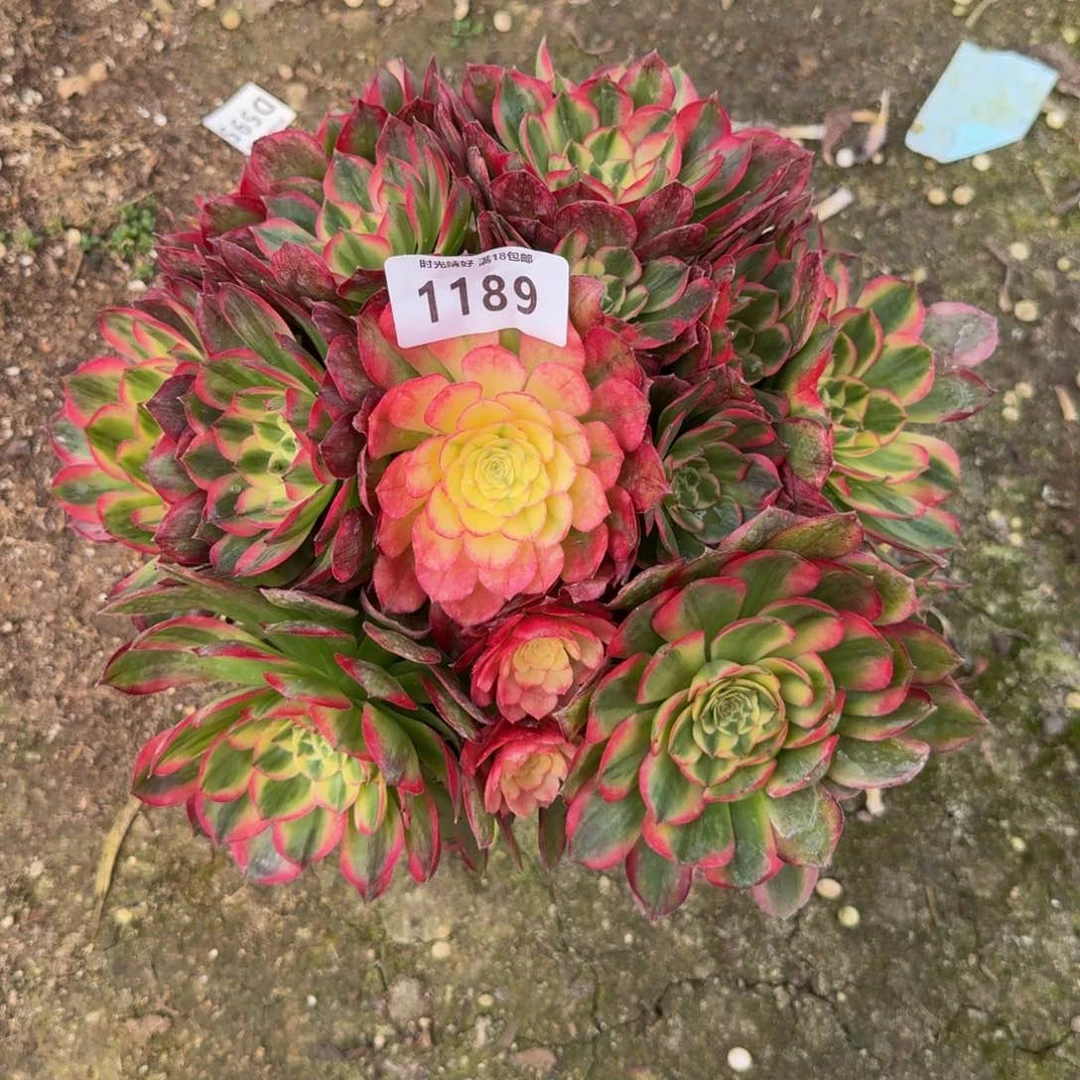 1189海王。多肉植物