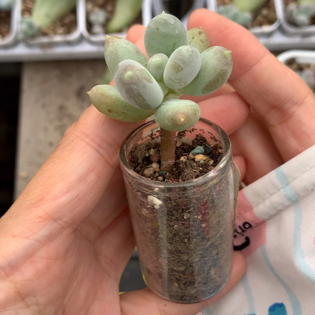 加菲猫加菲猫哦小哦