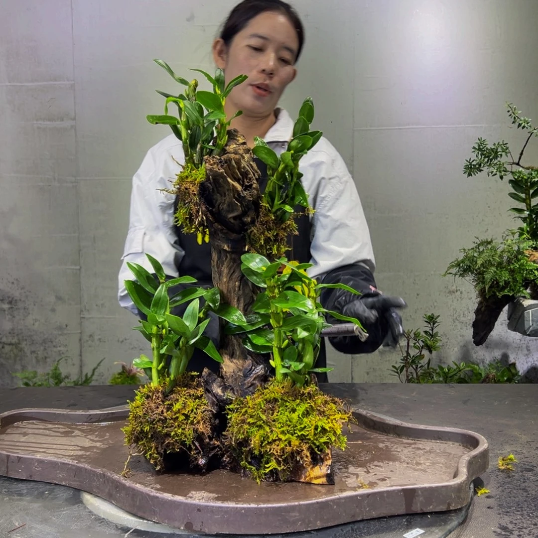 无花朵九色木，室内风化木绿植，一木一景！