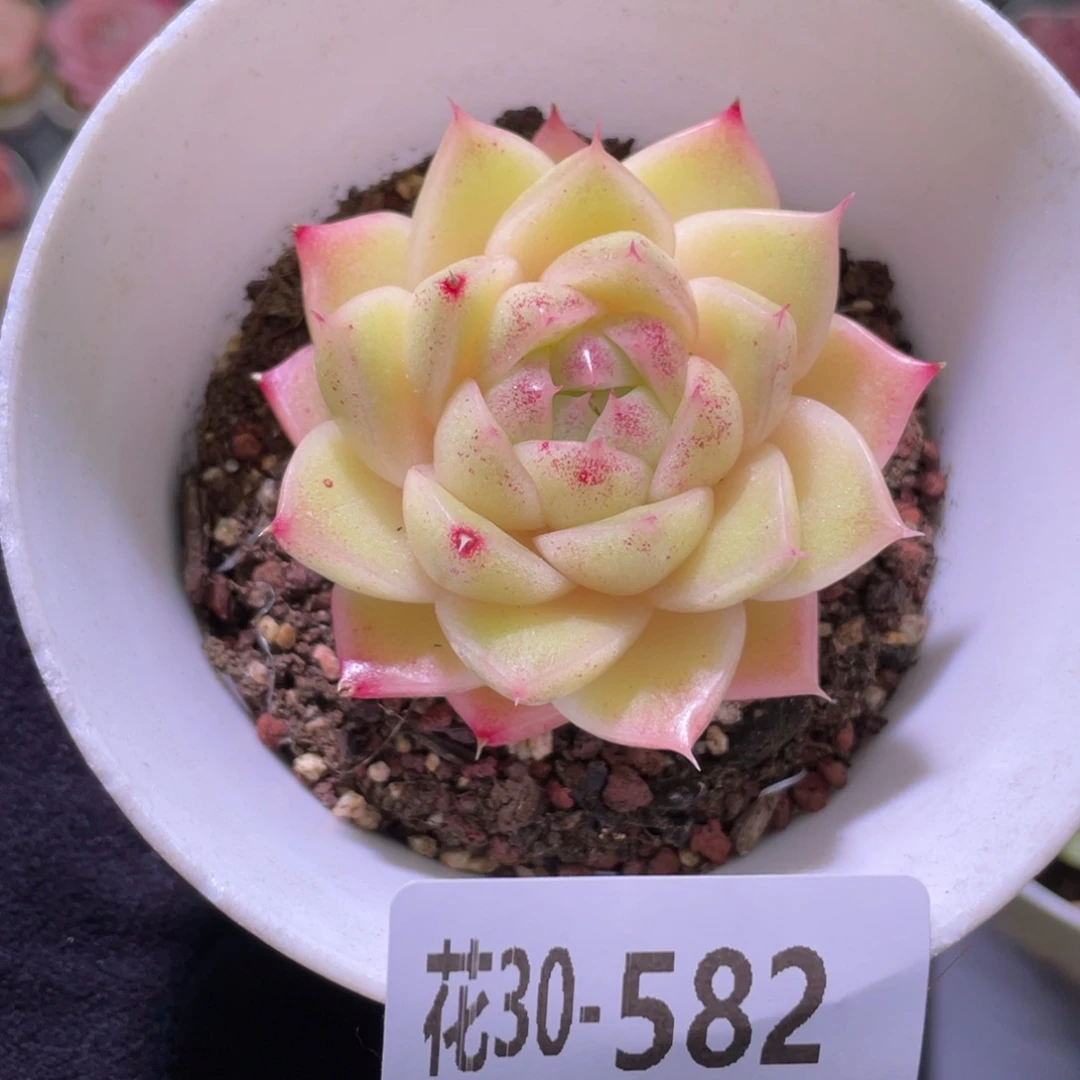 花利美30-582麦秆