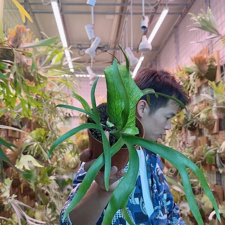 无花朵一waiwai。   a53。