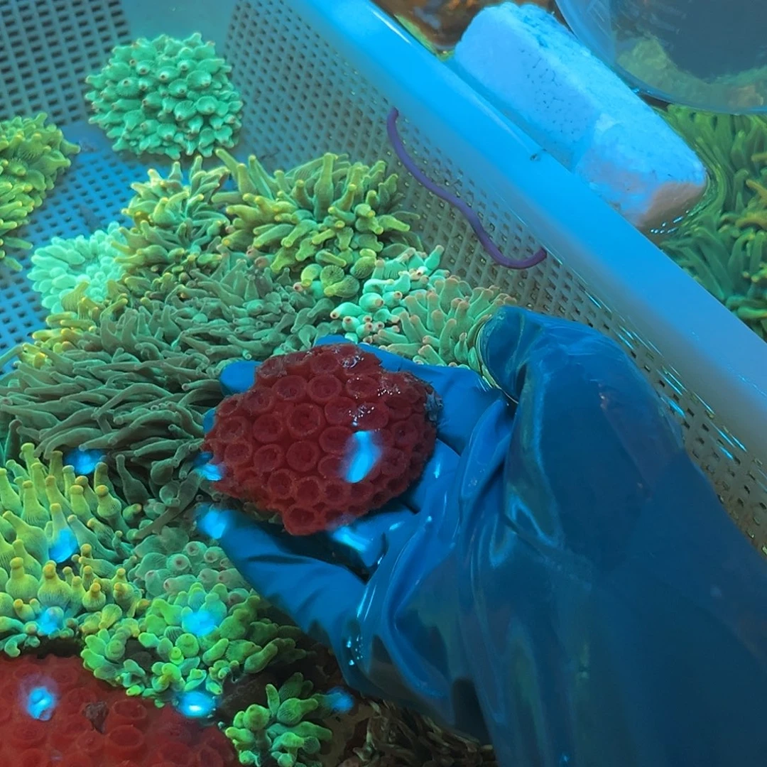 杨***纽扣珊瑚太阳花。 1。