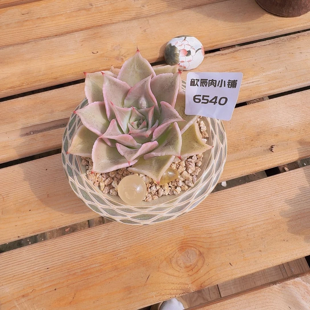 请****多肉植物饺子皮6540