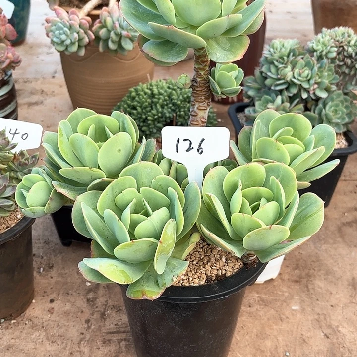 多肉植物，鸡蛋碧桃126号