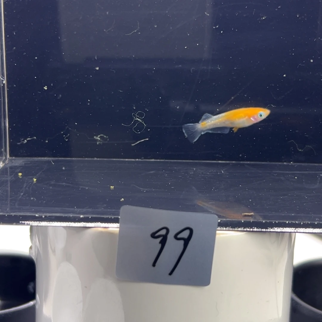 青鳉鱼99。