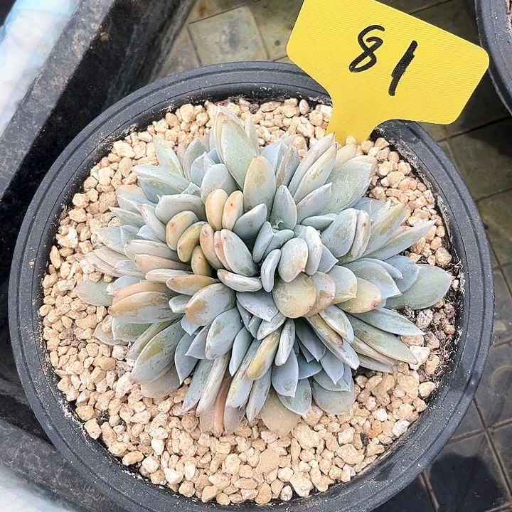 雪特81号码牌子的话题