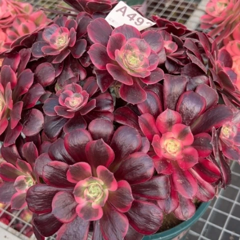 492凤冠25厘米左右