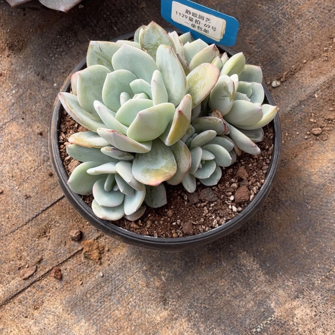 1129-69-韩版奶茶群生多头一颗