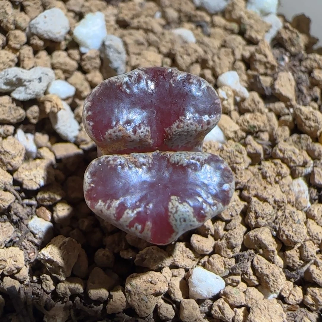 肉锥多肉植物组合-蝴蝶1154