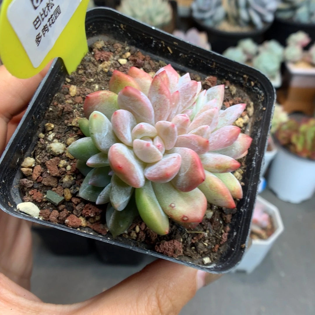 34雪天使缀化多肉植物