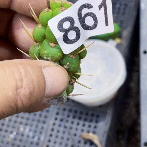 861绿竹一物一图如图