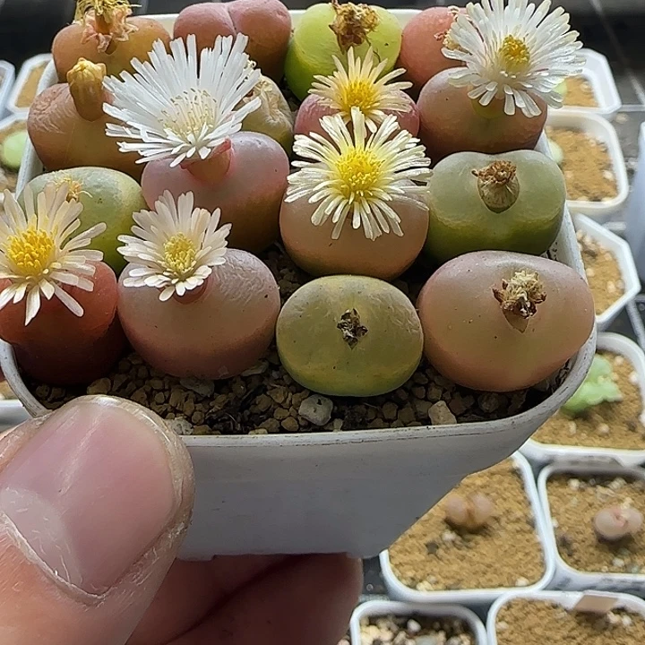 彩毛一盆裸根发货