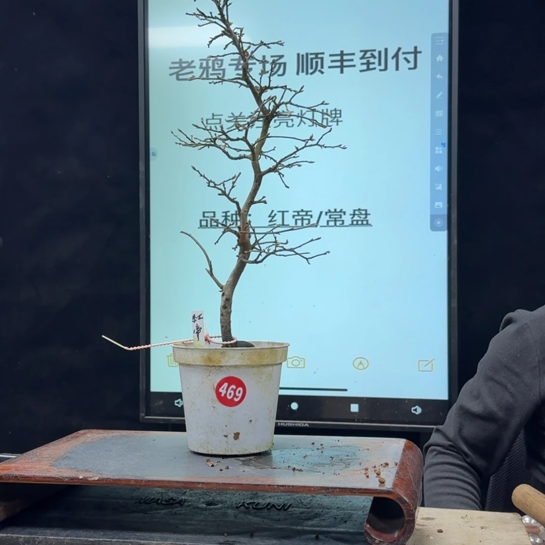 盆景不包邮顺丰到付大**脚469