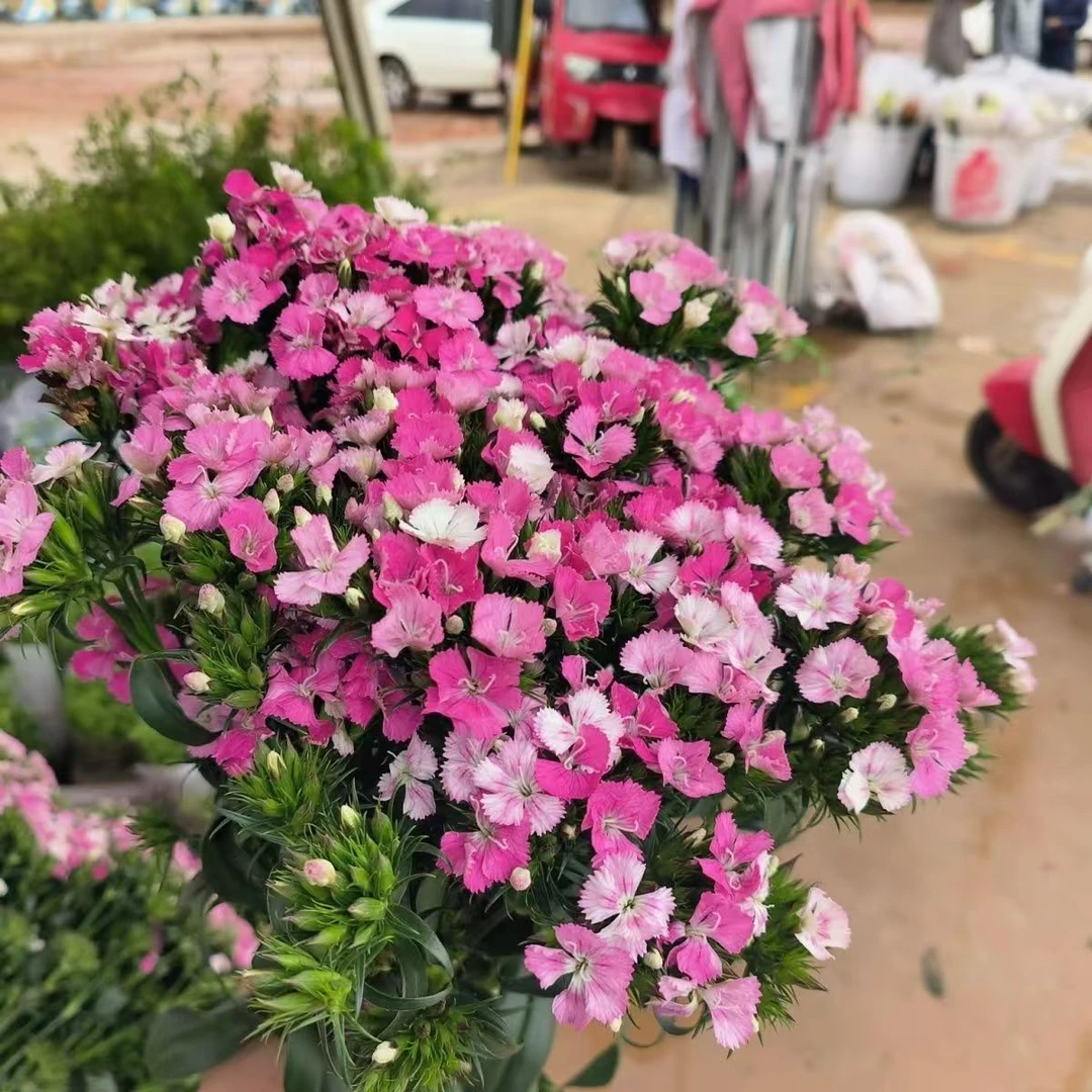 【之桃花卉】粉色相思梅鲜花 一单包邮 云南昆明发货
