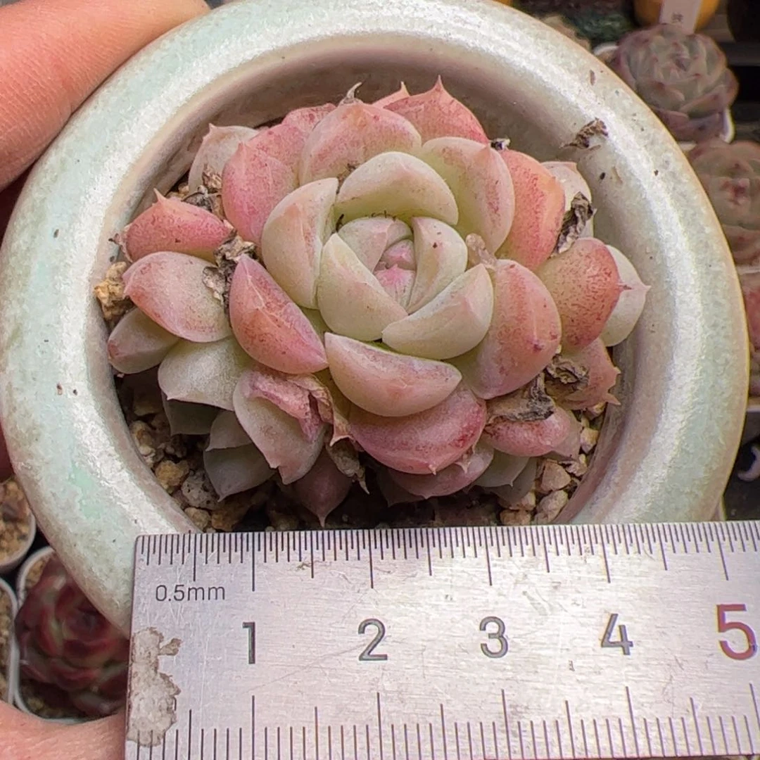 184 多肉植物组合