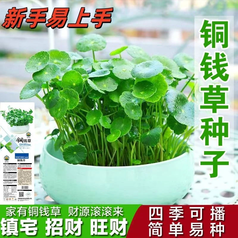 原装春季铜钱草种子室内四季速生绿植金钱草种子可水培土培净化