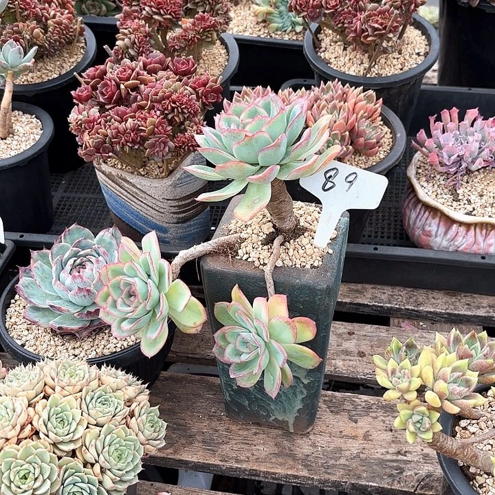 小***花多肉植物，晨露89号
