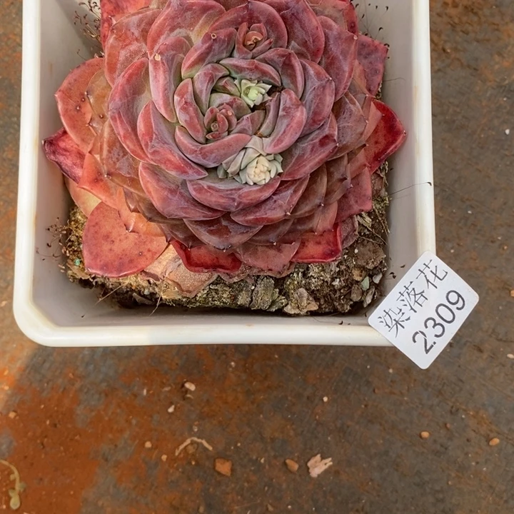 浪精品多肉植物2309