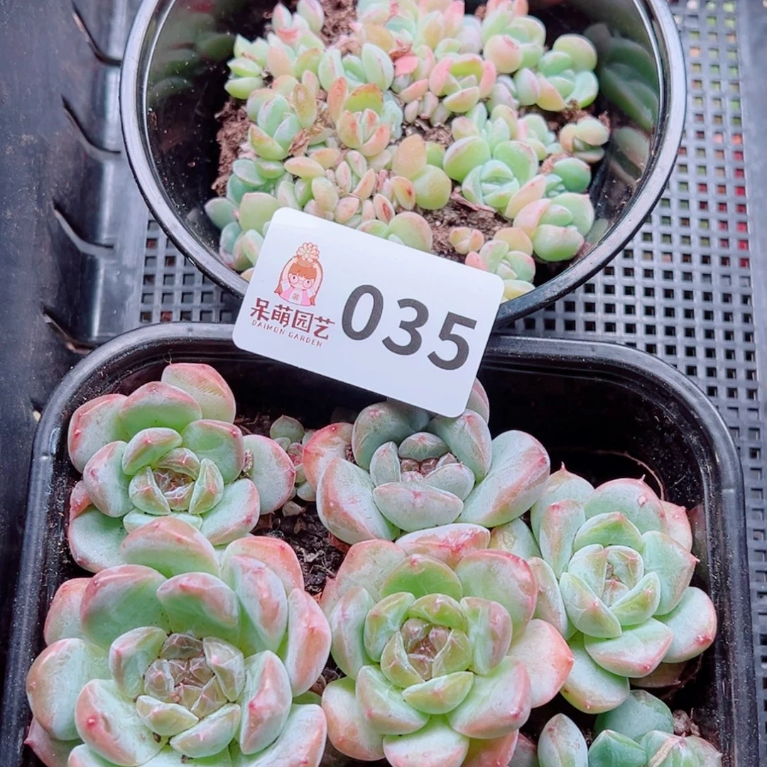 多肉植物多肉植物