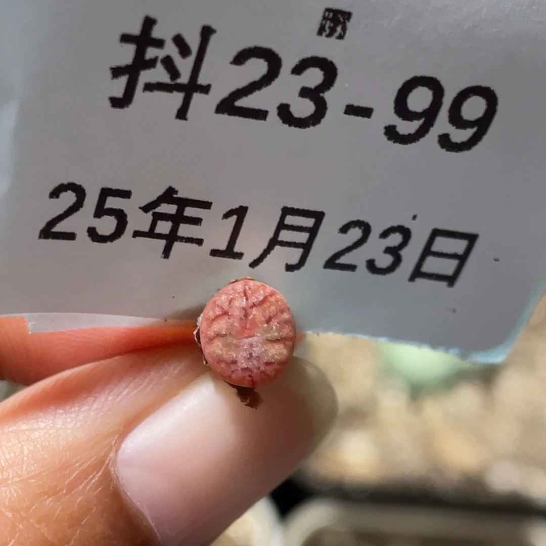 23-99小毛杂多肉植物