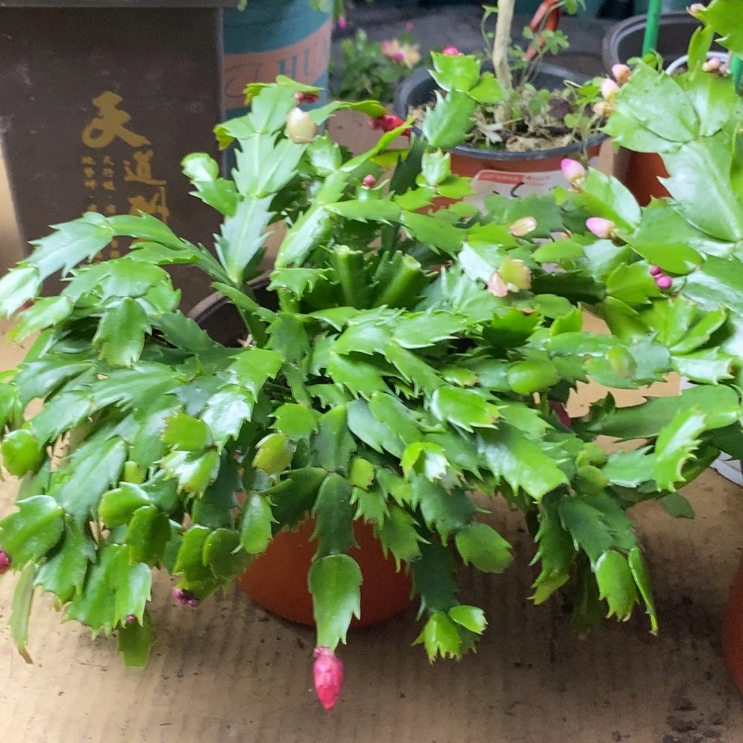 全部花朵红色小盆福利