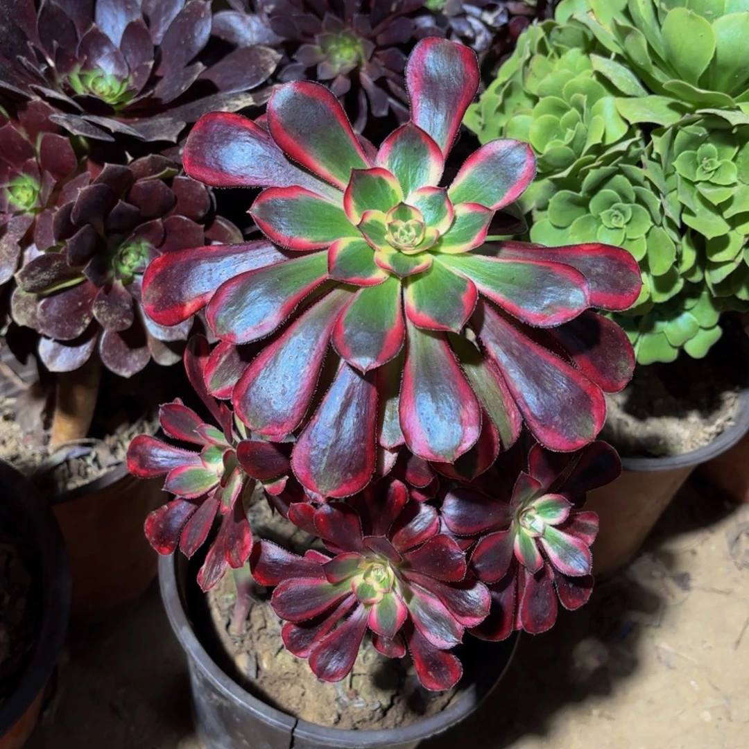 香奈儿9.9法师木质