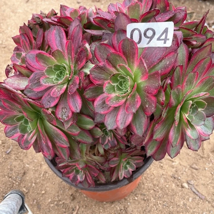 094多肉植物安娜有砍