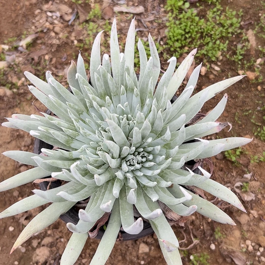 多肉植物努比吉娜仙女杯