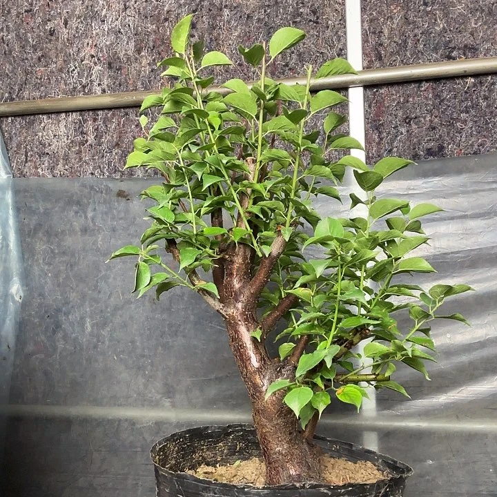 完全开放灰***ら红梅红梅红梅红梅