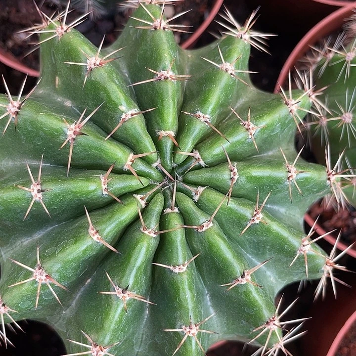 实生大胖子三毛384号