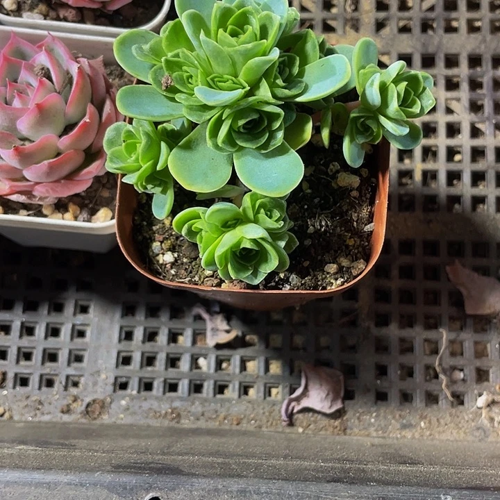 山地玫瑰2.5带盆土发