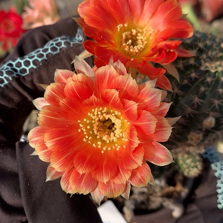 133 落地自根丽花8厘米盆