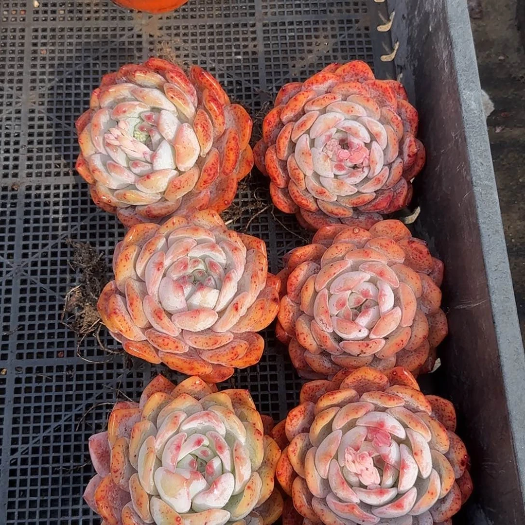 精控红血橙六课特价