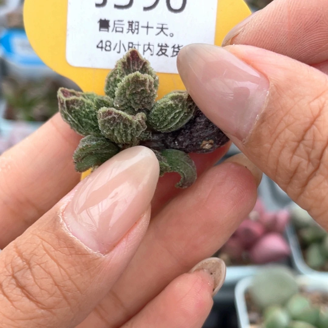 ✧***君390。    喀拉。