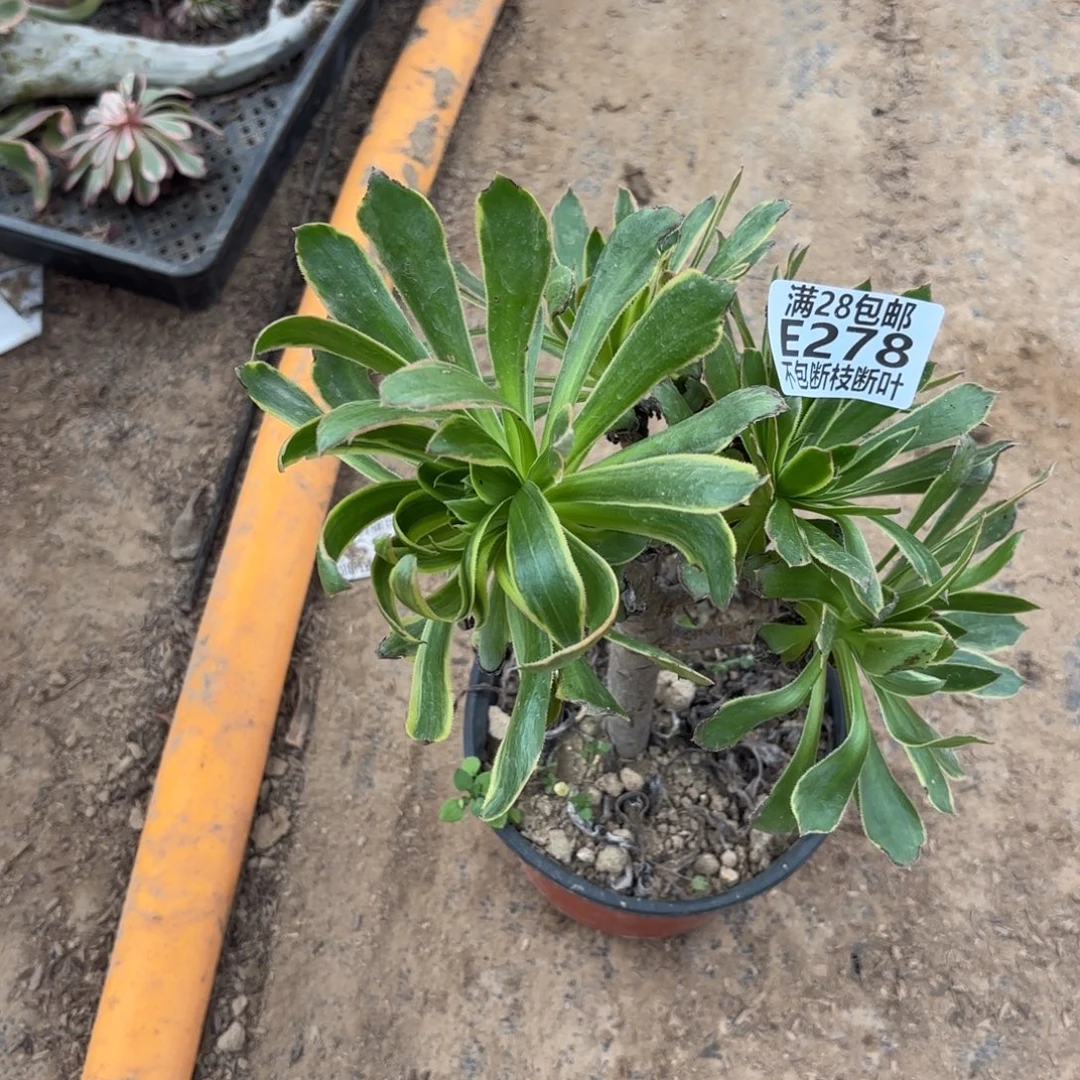 ****哥X. 278虞姬多肉12223