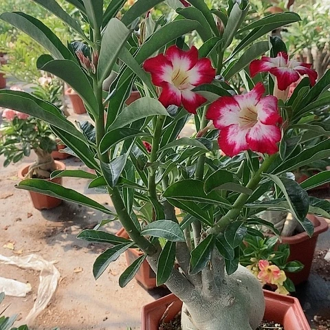 【闪购商品】无花朵@*珠