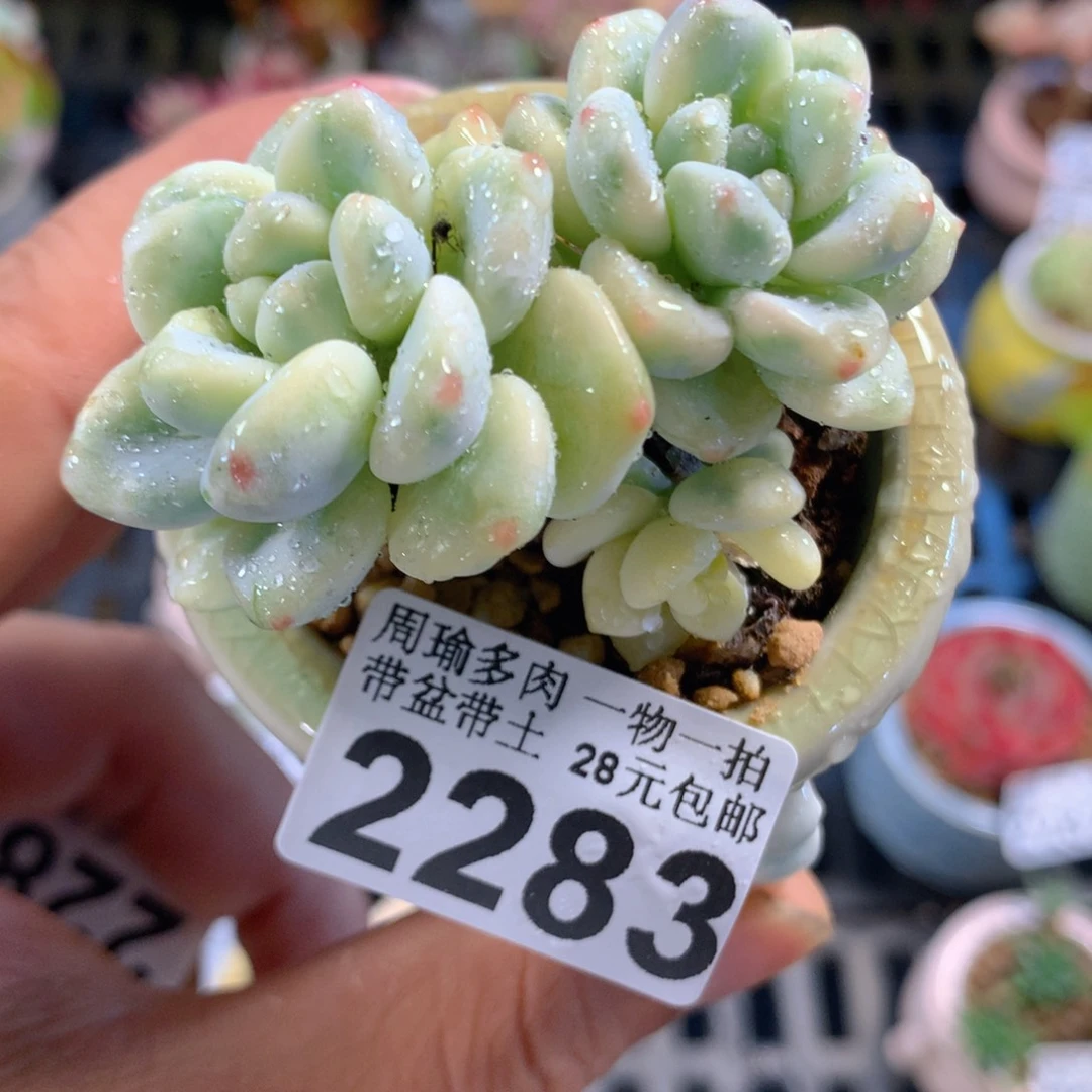 精控多肉植物2283