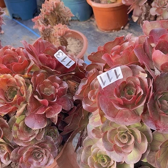 陈***燕多肉植物两个美金