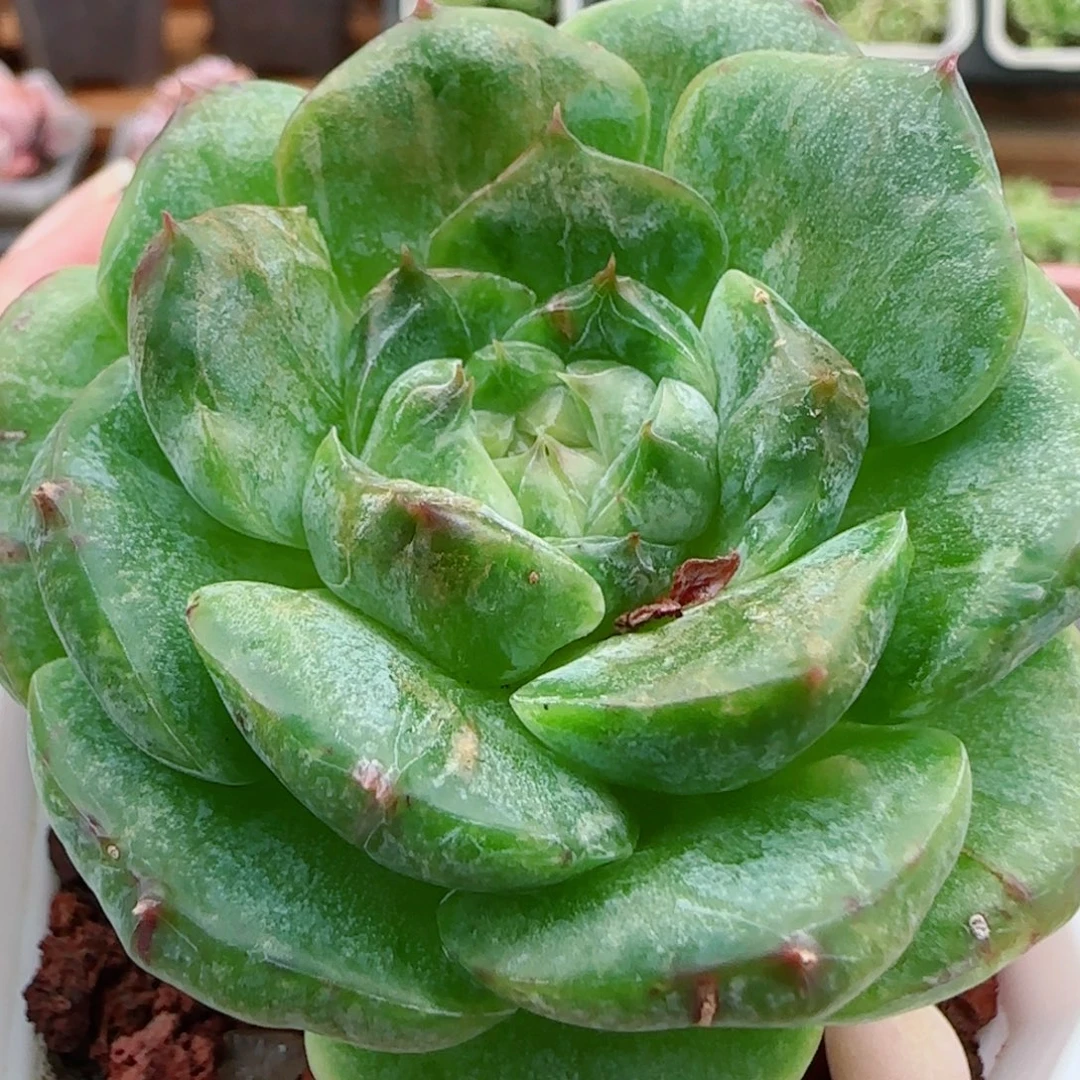 花语逸镜0923-46石化糖心