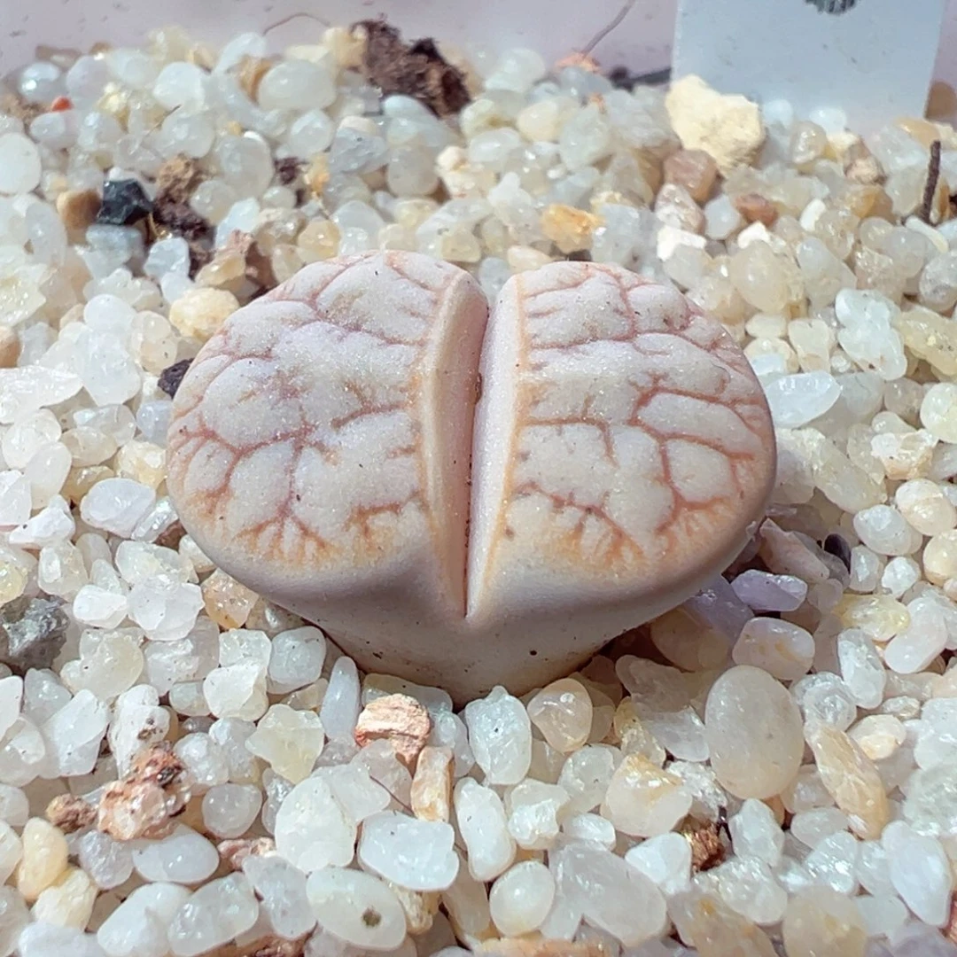 1205-792多肉多肉189荒