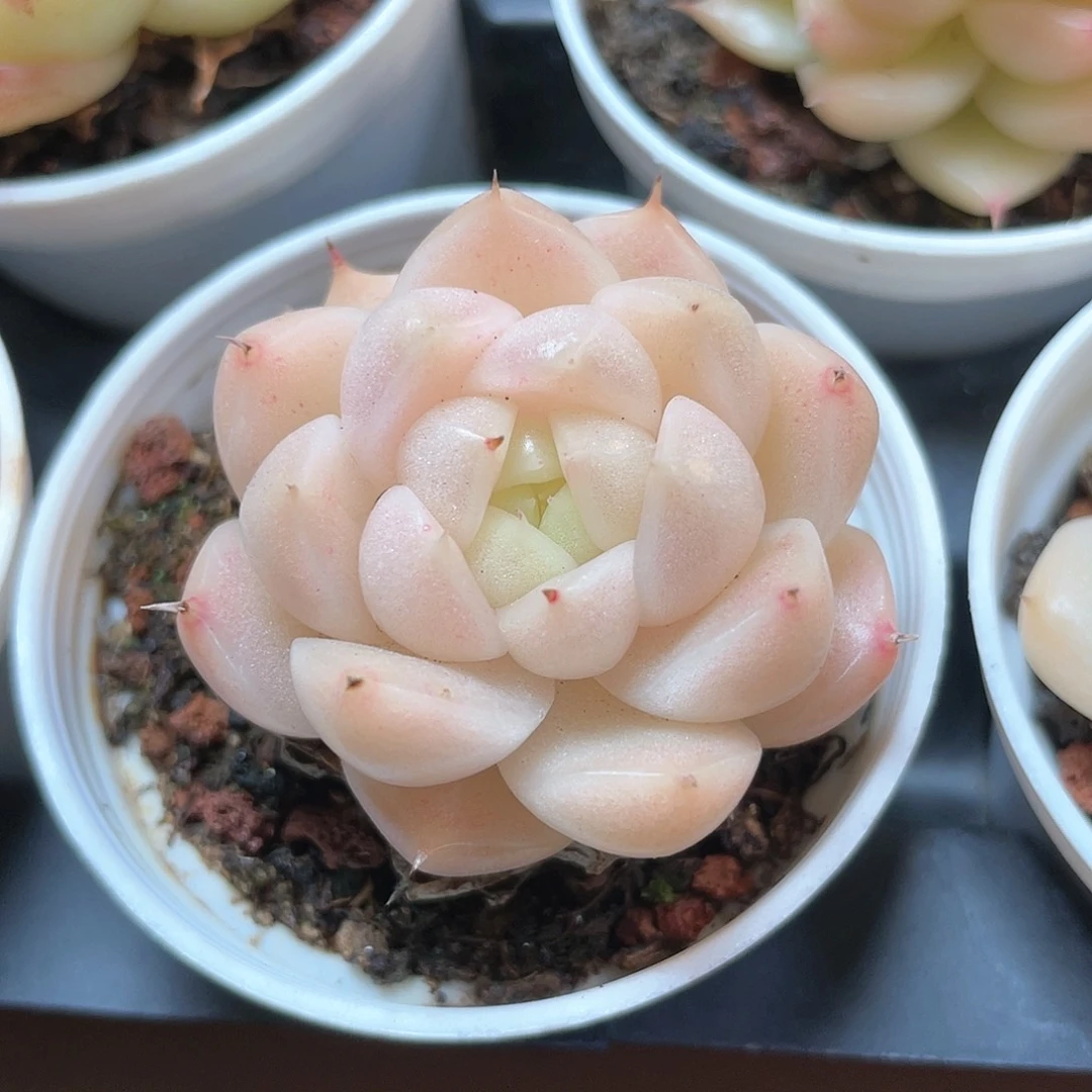 优选麦秆小精品8984