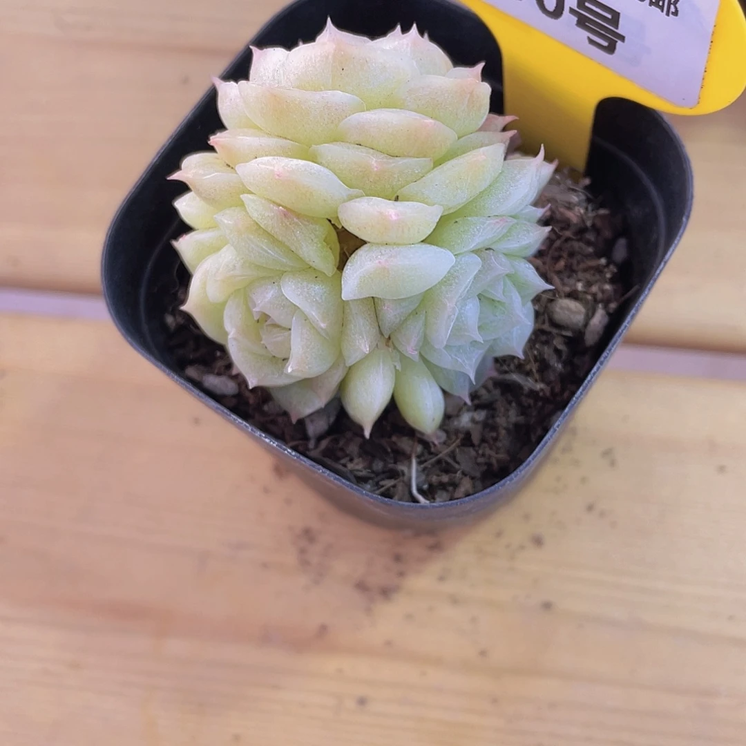 990号 花朵珍妮多头群