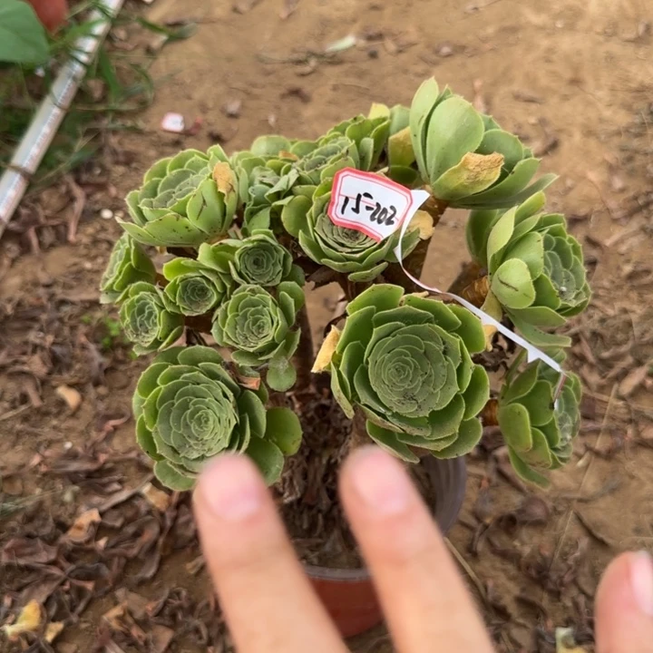 15-202绿羊绒朵朵不包售后