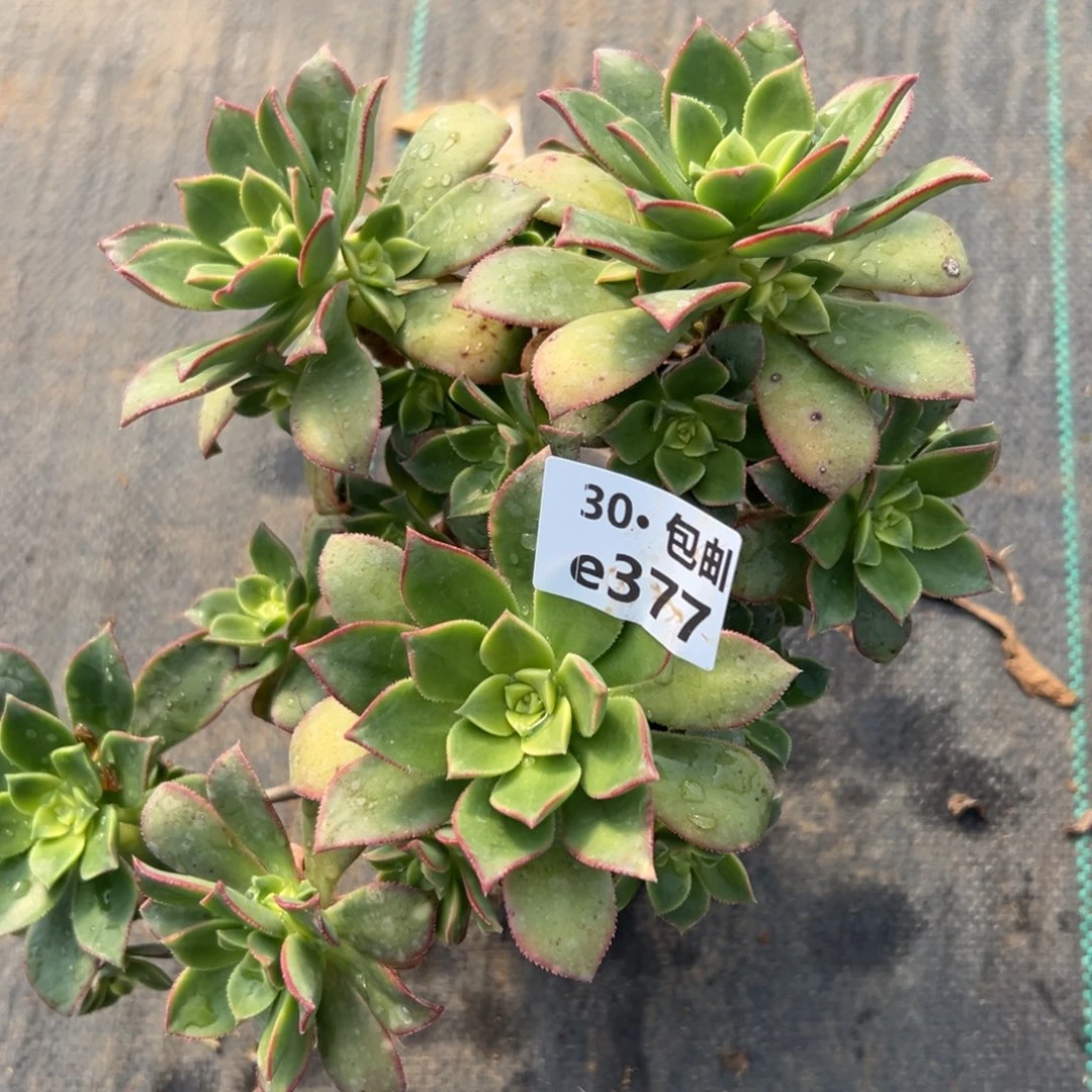 377艳日灰多肉法师