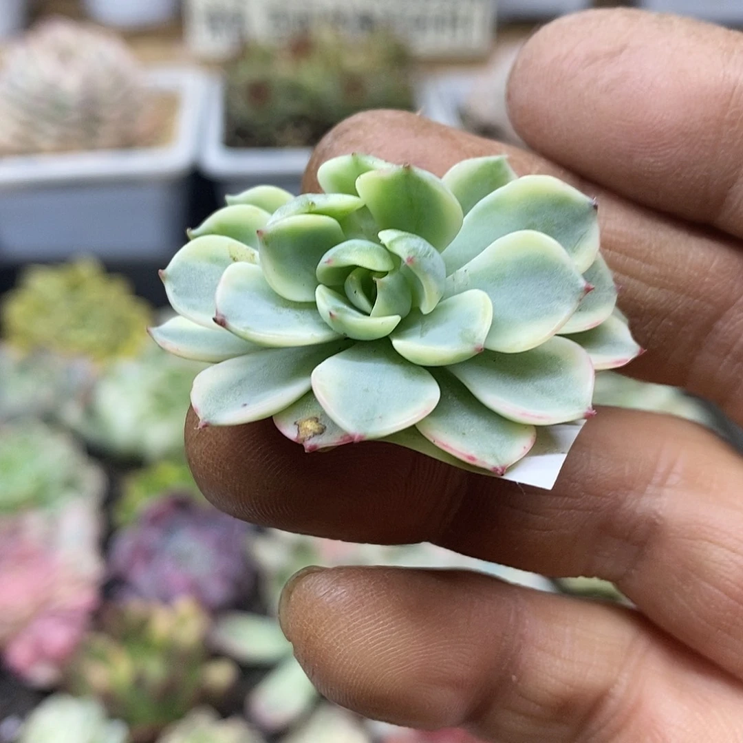 13160 娜娜小勾覆轮锦头盖