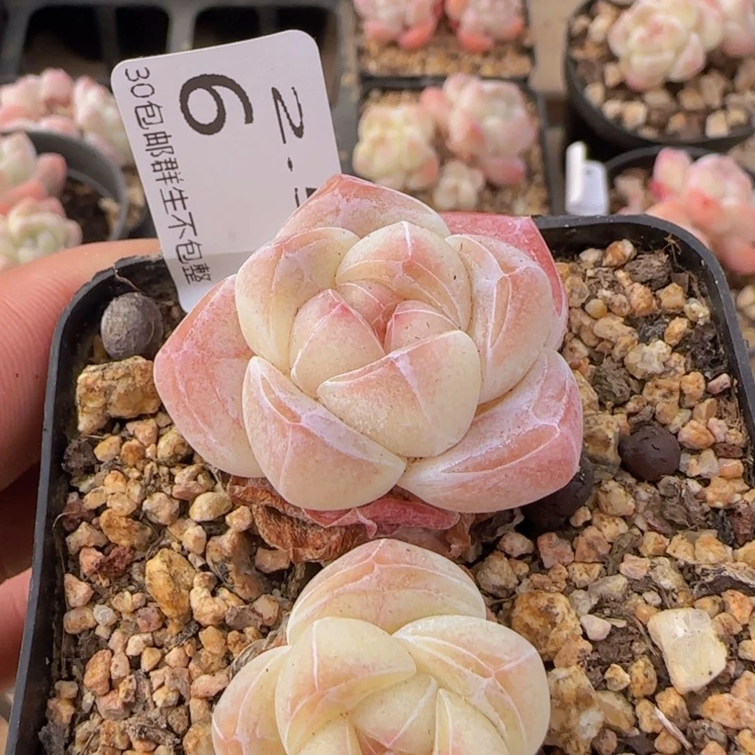 双头冰玉老桩一颗脱土