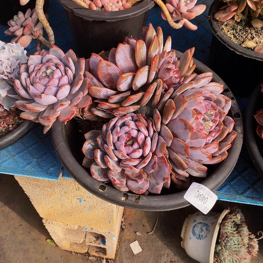 暮***雨       石榴籽橙多肉04040