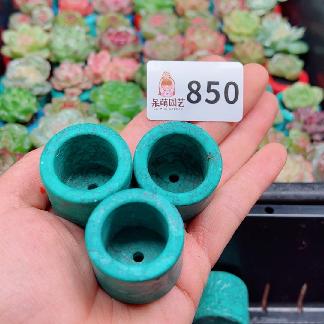 暖****多肉植物多肉植物