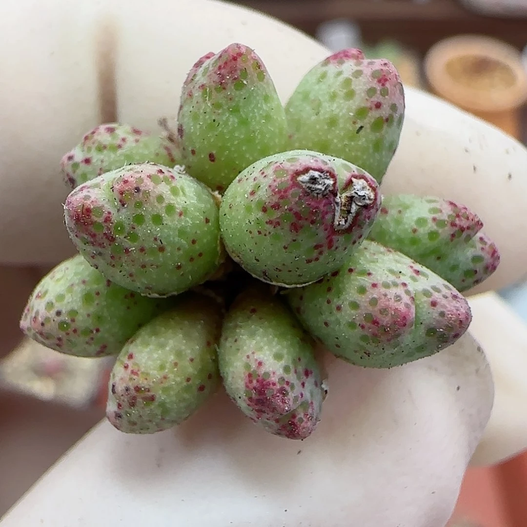 245编号125-1龙猫